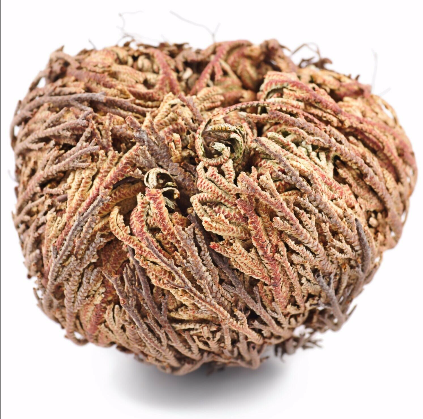 Jericho Flower Pack of 1 Rose of Jericho, Resurrection Flowe