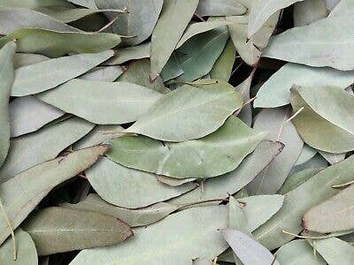 Eucalyptus Leaves 1 LB