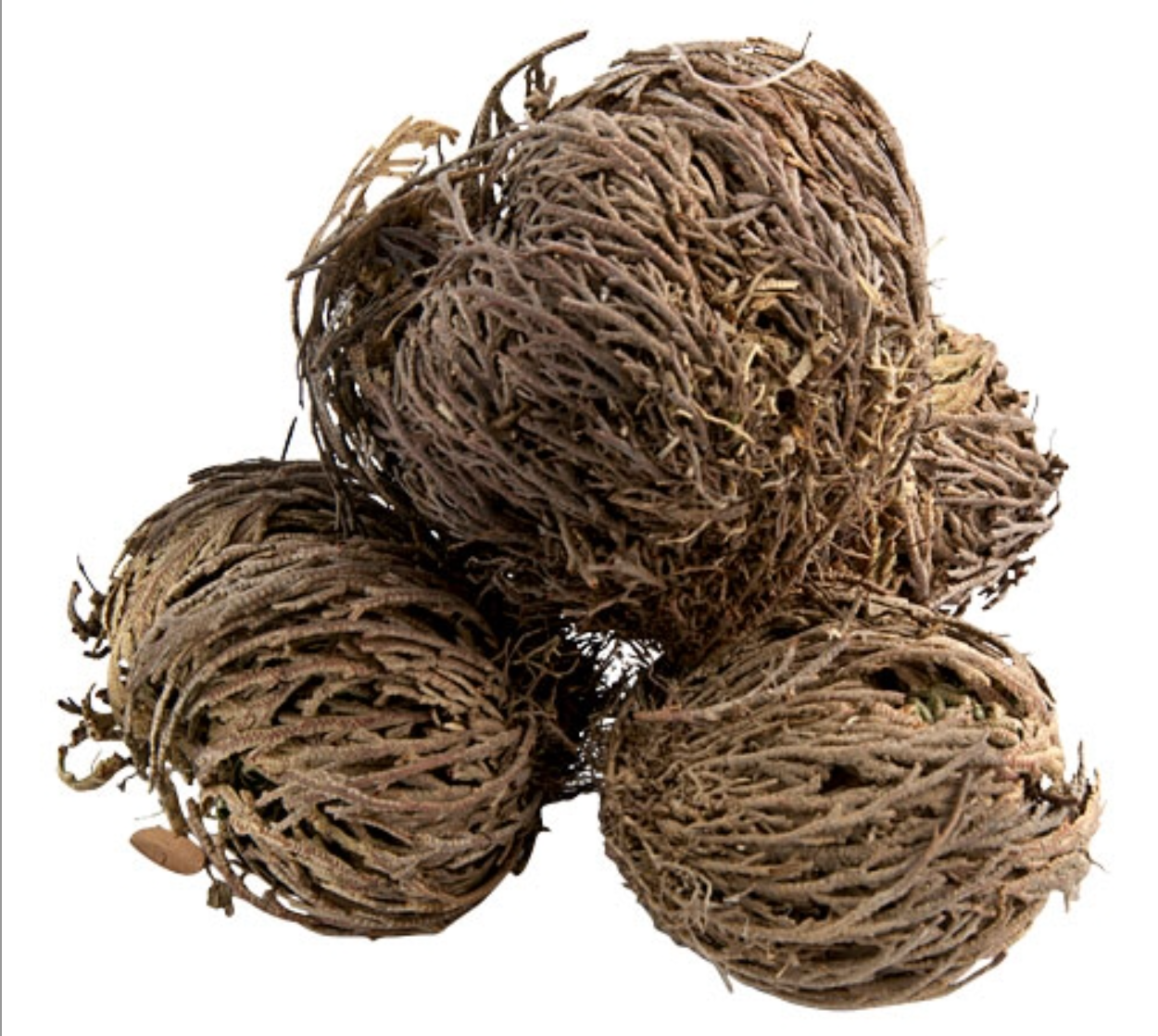 Jericho Flower Set of 3 - Rose of Jericho, Resurrection Flower, Whole Dried Herb