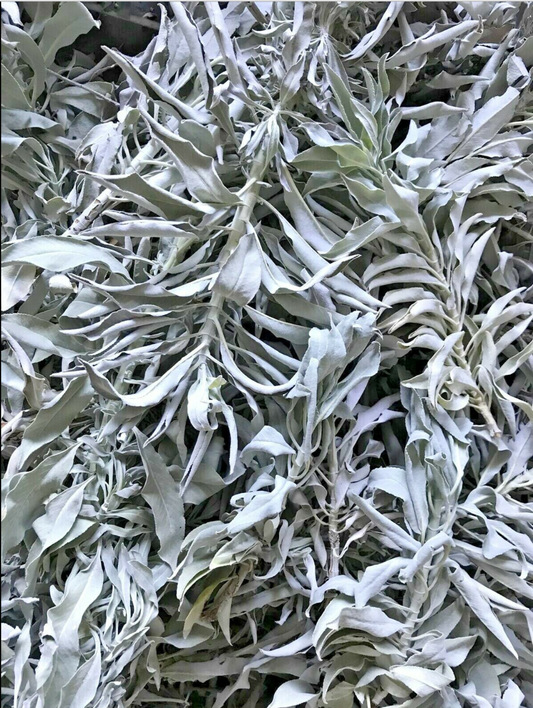 California White Sage Cluster For Smudge (1LB) Free Shipping