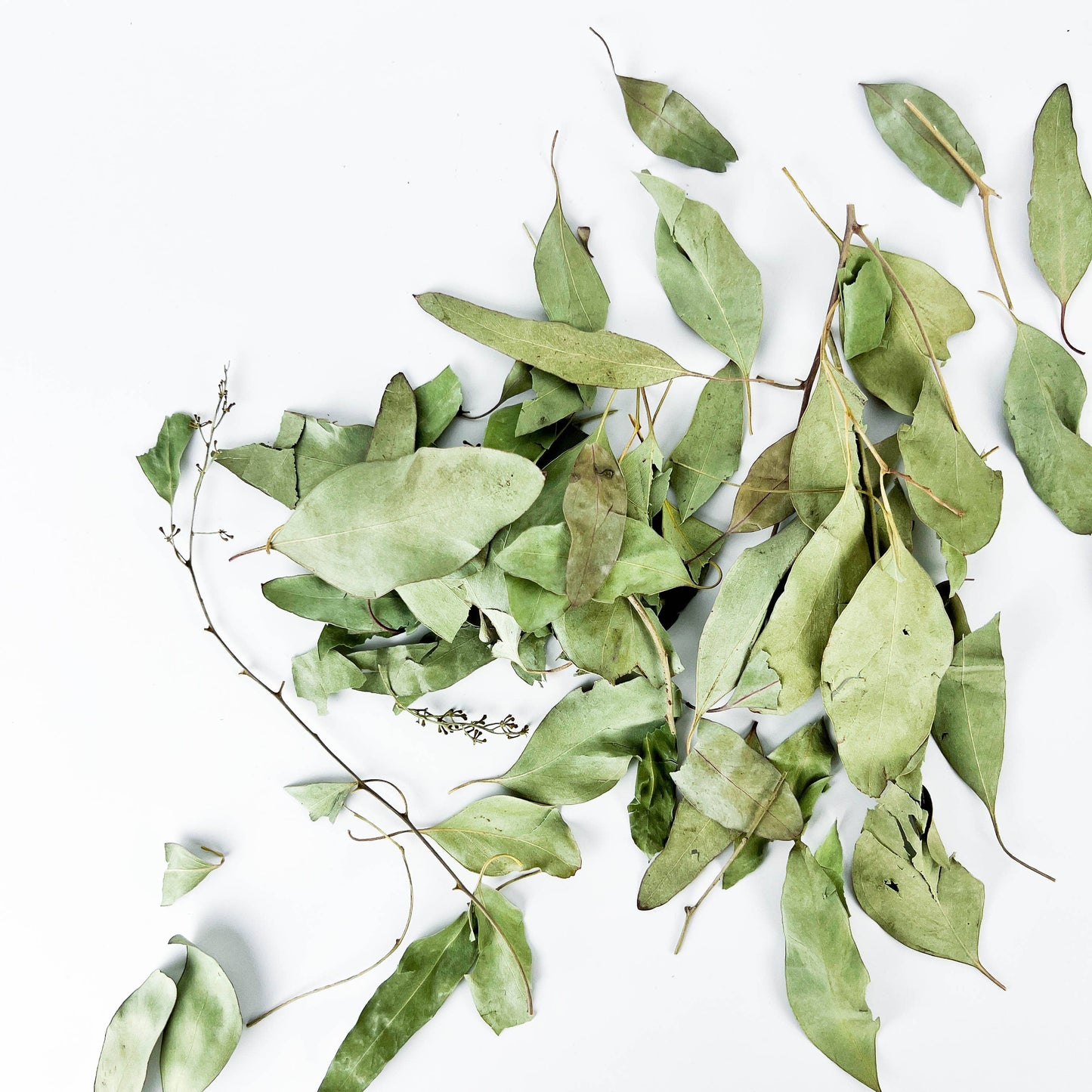 Eucalyptus Leaves 1 oz