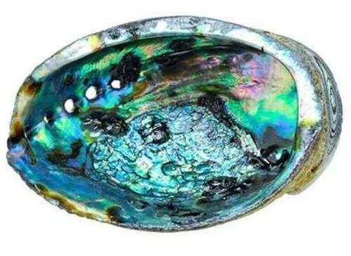 Green Abalone Sea Shell One Side Polished Beach Craft 6" - 7