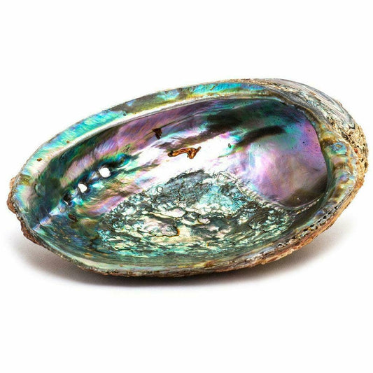 Green Abalone Sea Shell One Side Polished Beach Craft 5" - 6